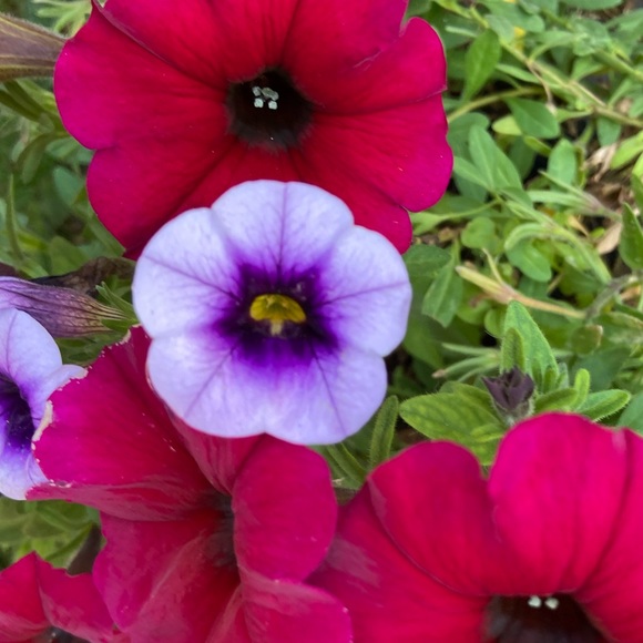 Simone’s Closet - Picture 4 of 10